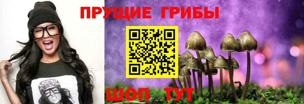 Псилоцибиновые грибы Cubensis Павловский Посад